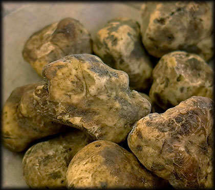 truffes blanche